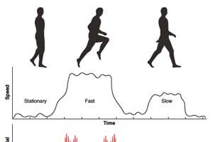 Brain Rhythms: Higher-Frequency Theta Oscillations Make Sense in Moving Humans by Dr. Michael Yassa