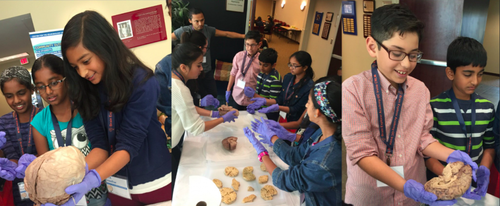 Brain Explorer Academy outreach event- image of young students examining brains