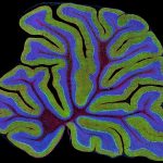 Brain map; neuroimaging; current research in neuroscience;