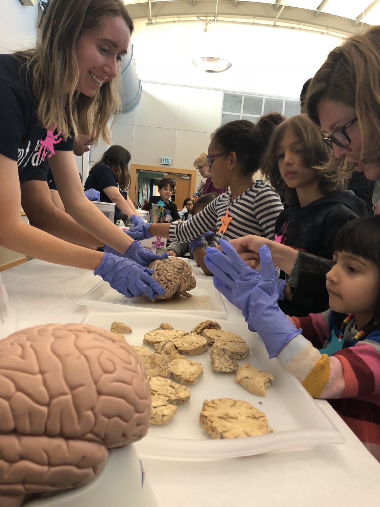 UCI Neurobiology Brain Ambassadors examine brains with k-12 students