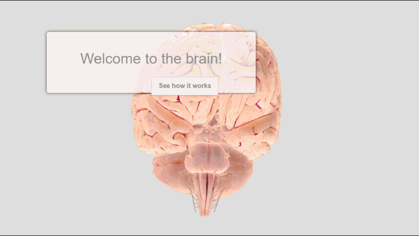 Rotating human brain model gif