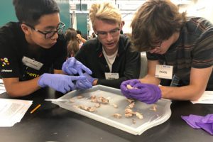 UCI Brain Camp students study human brain in learning ways to improve learning and memory
