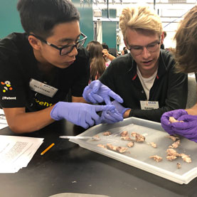 UCI Brain Camp students conduct brain research; orange county neuroscience research