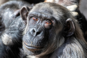 Determining if Dementia Is Uniquely Human, featuring CNLM Fellow, Elizabeth Head - Image of chimpanzees looking at camera