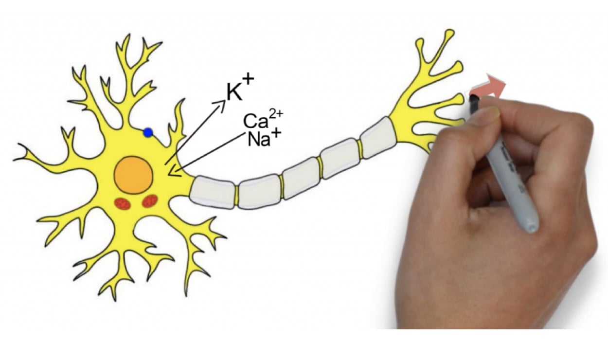 Hand drawing animated neuron