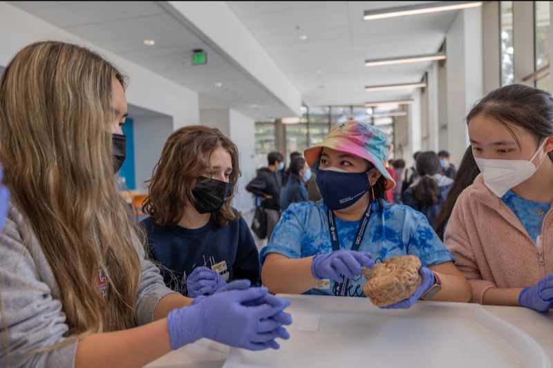 Brain Bee Students look at a brain