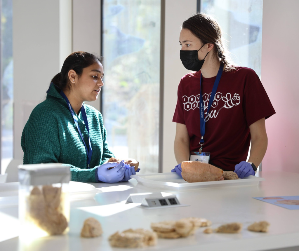 Irvine Brain Bee student and instructor analyze a dissection