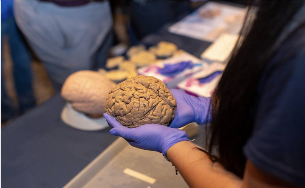 ambassador holding brain